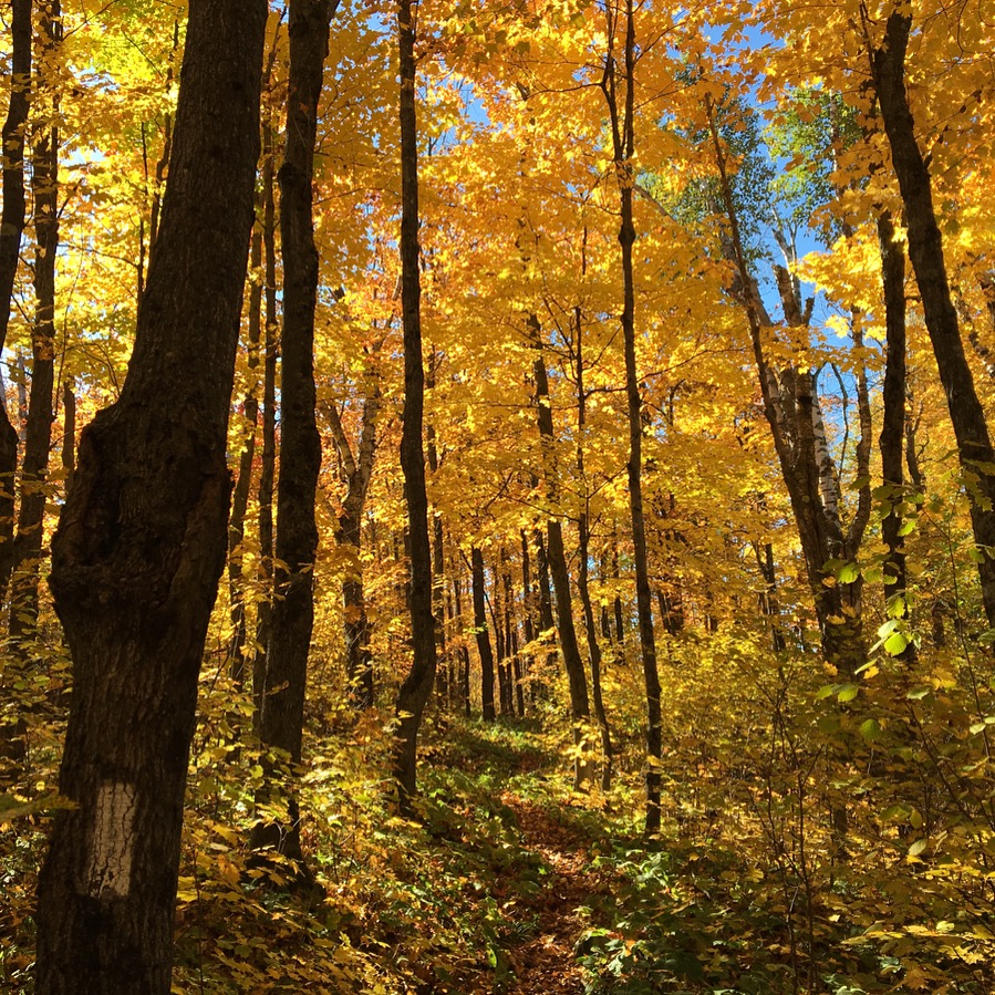 Fall colors on Fantasia Overlook hike