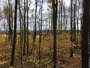 Bare trees above yellow birch canopy below